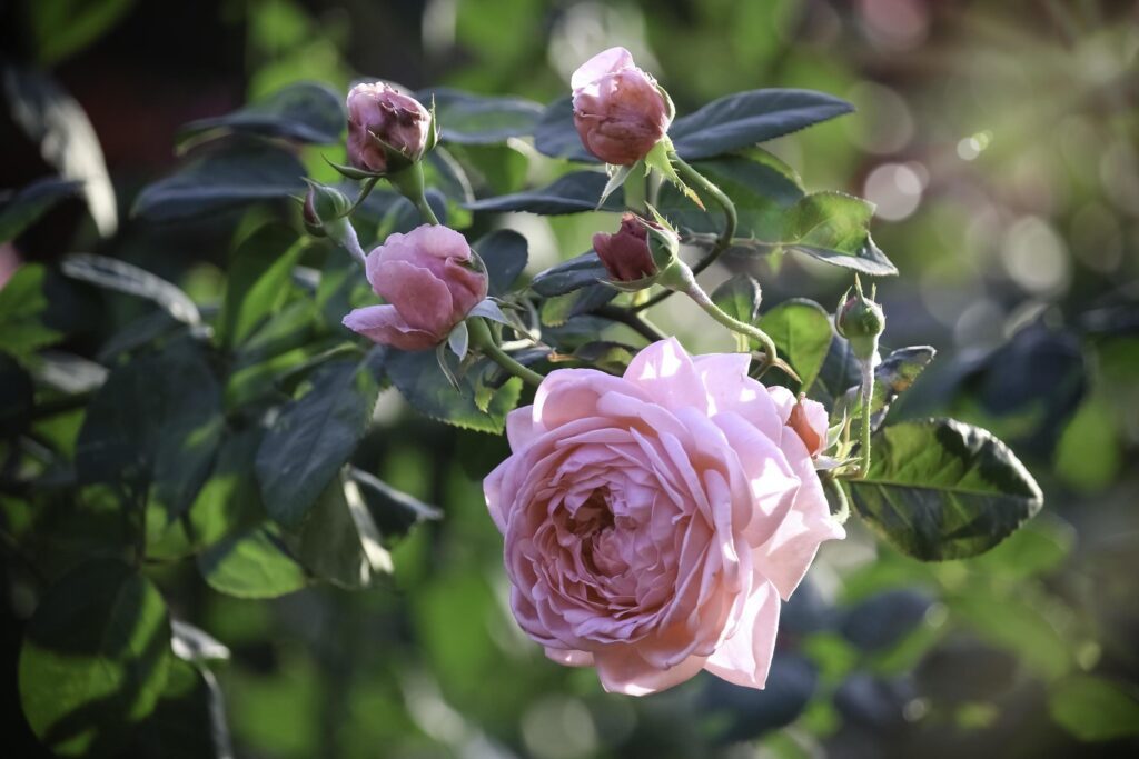 Pink English roses blooming in the summer garden, one of the most fragrant flowers, best smelling, beautiful and romantic flower Stock Free