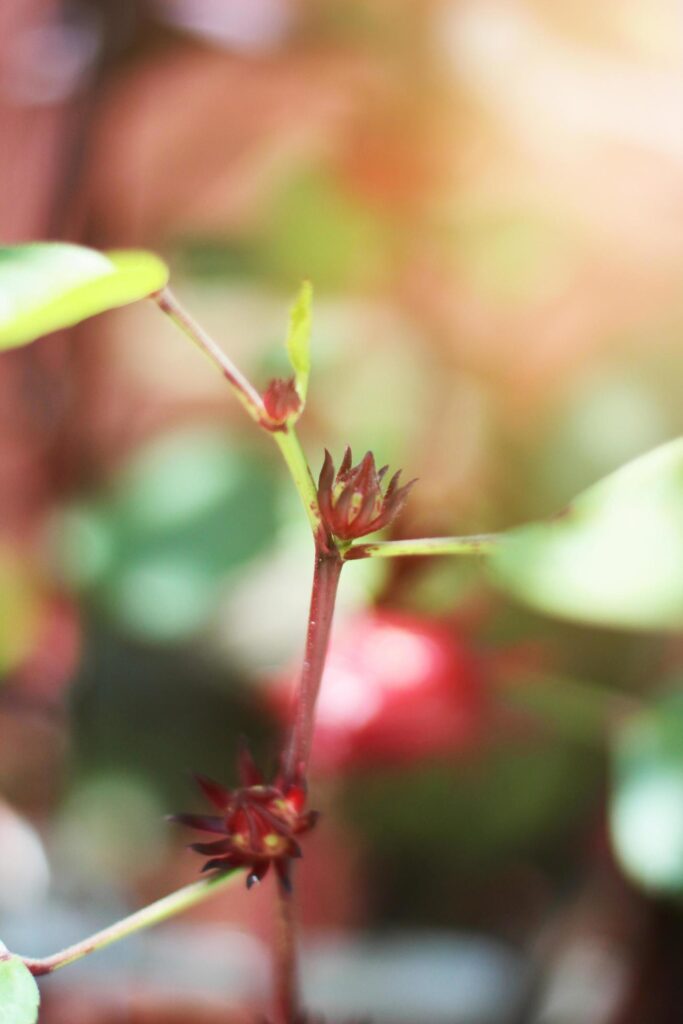 Red Roselle flower with natural sunlight in garden Stock Free