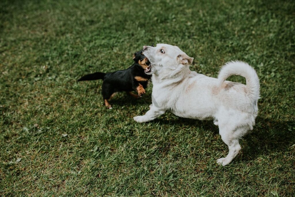 Dogs playing outside Stock Free