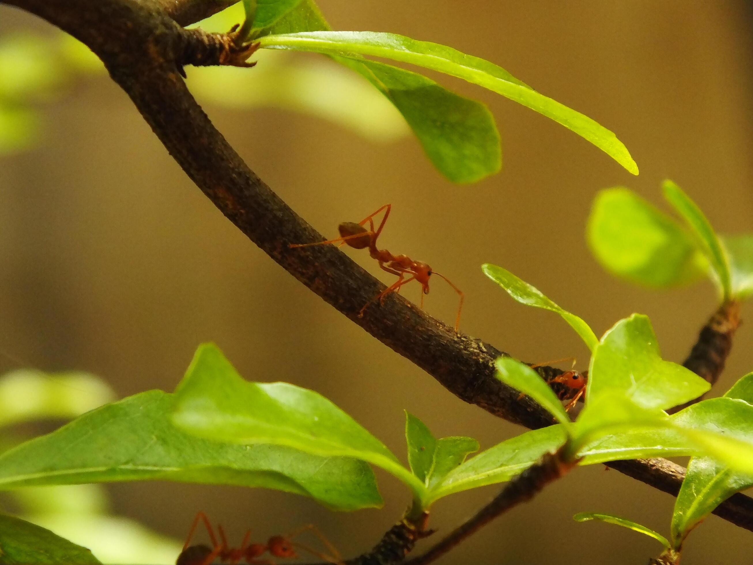 Selective focus of a red weaver ants colony walking on tree branch with nature background Stock Free