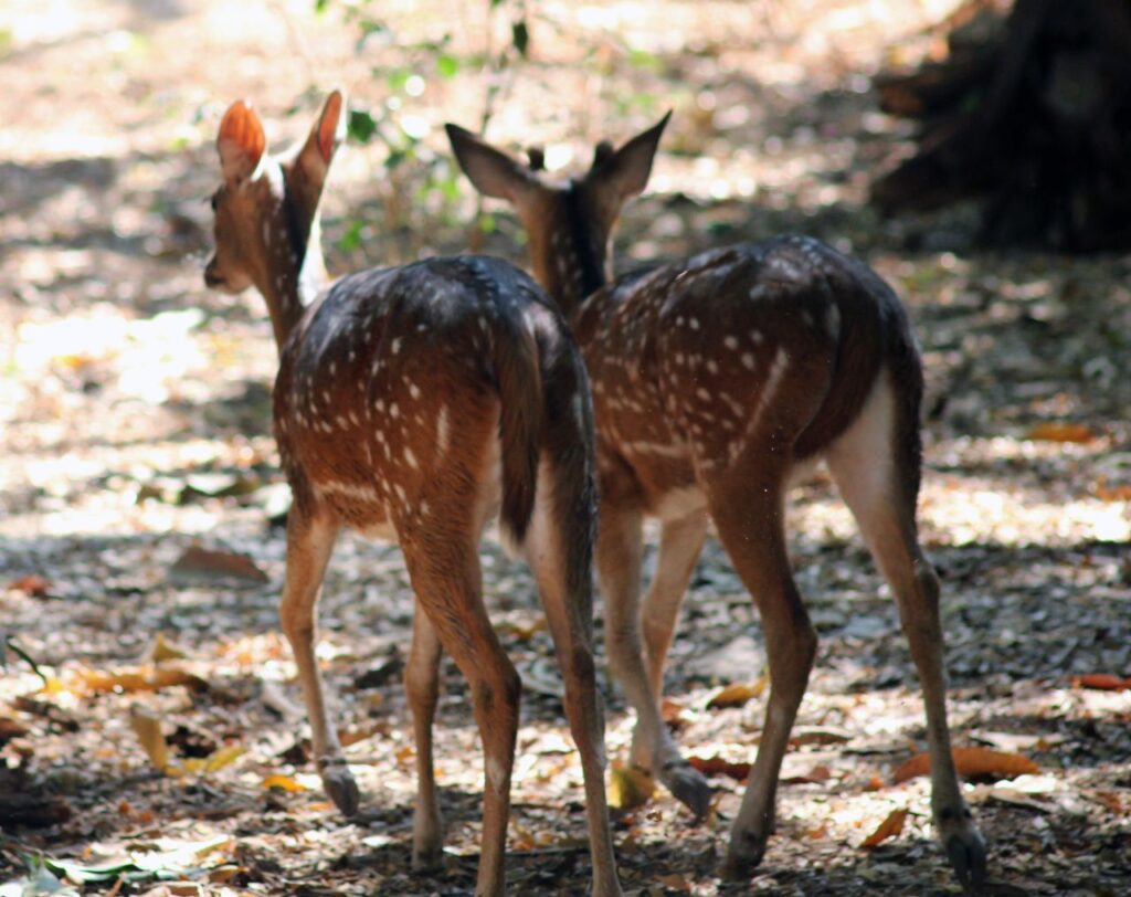 Two Deers Couple Stock Free