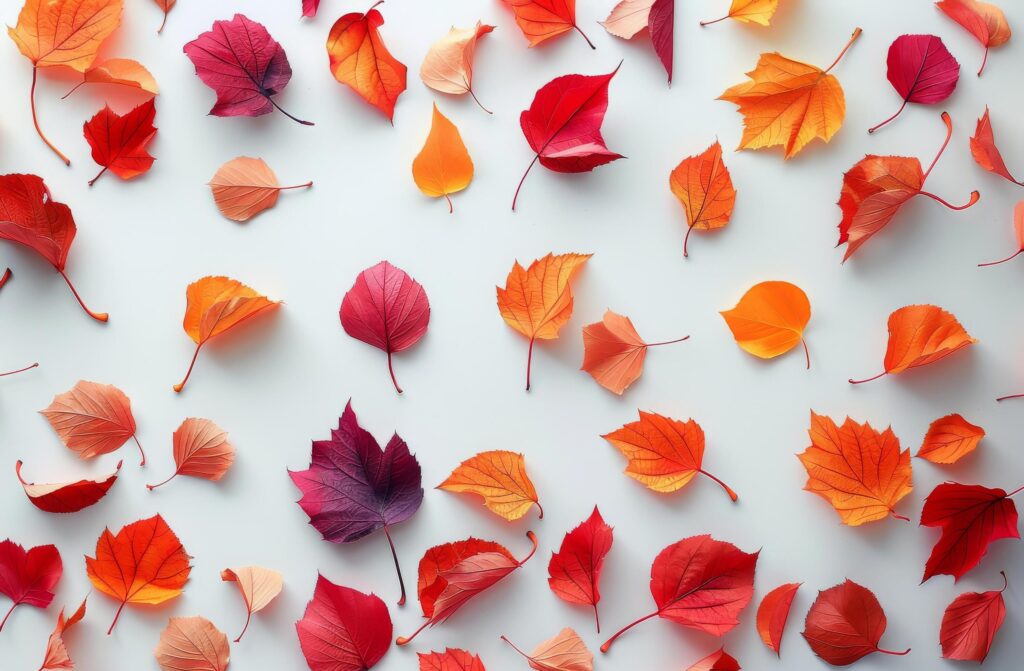 Autumn Leaf Arrangement on White Background Stock Free