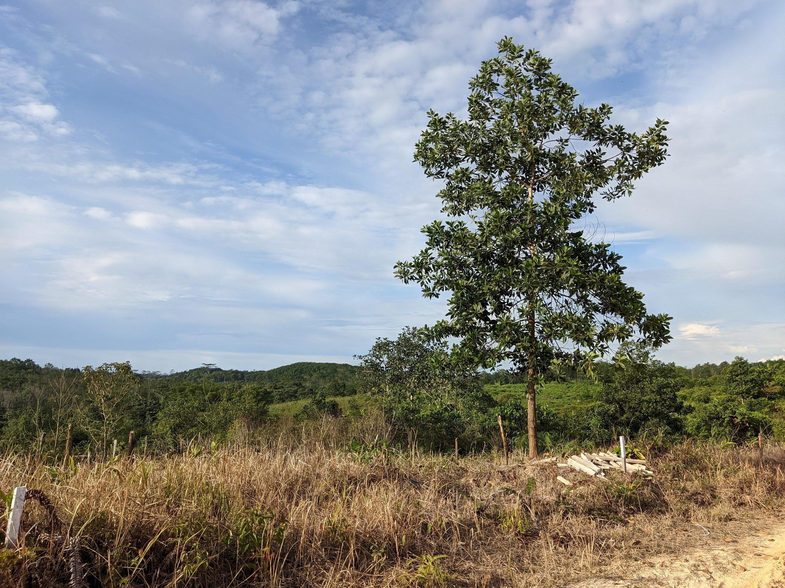 photol of natural landscape, forest edge Stock Free