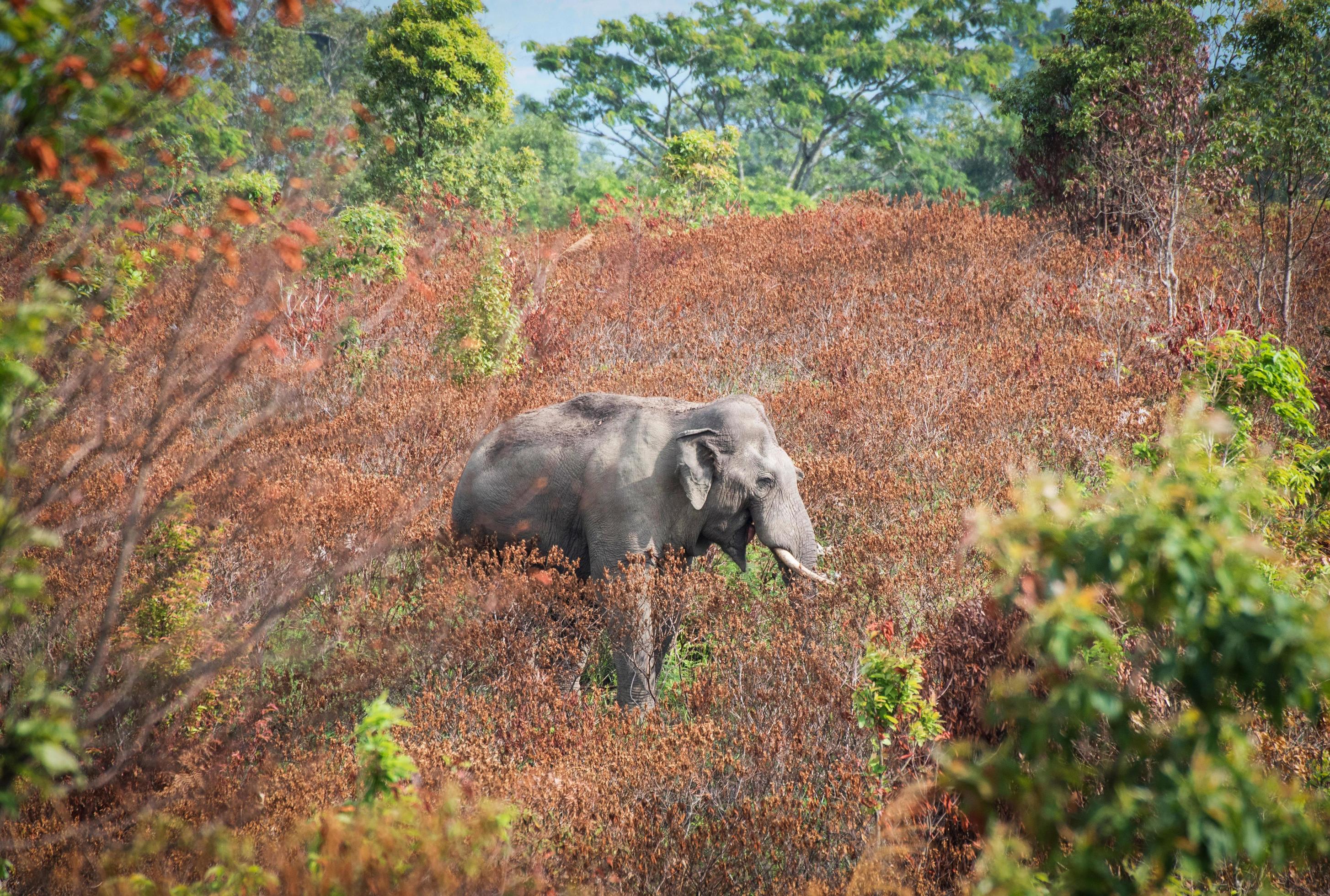 Wild elephant eating food on natural environment season leaf tree change color in the Wildlife Sanctuary Stock Free