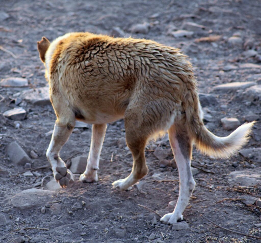 Sad Dog Walking Away Stock Free