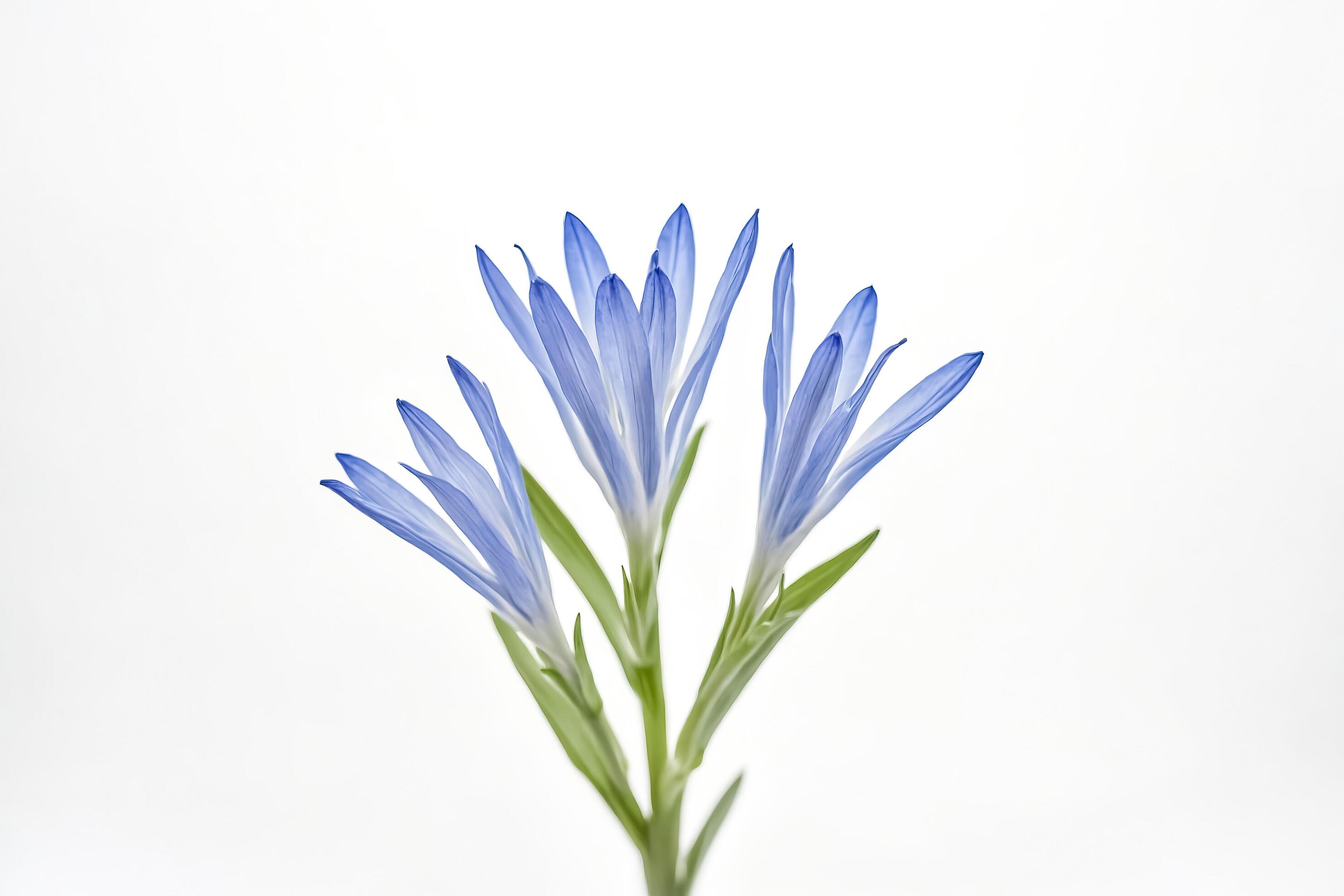 Blue Flower on a White Background Stock Free