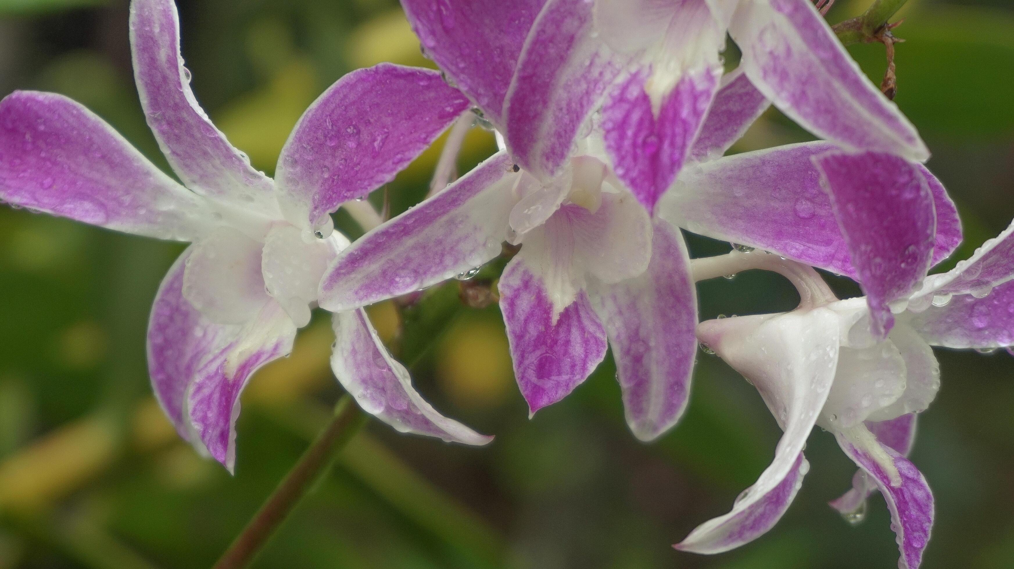 Orchid flowers, nature background, atmosphere after rain Stock Free