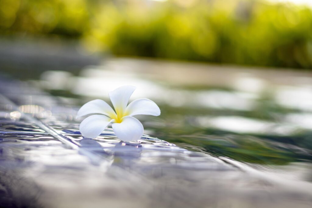 Plumeria flowers beside the pool Stock Free