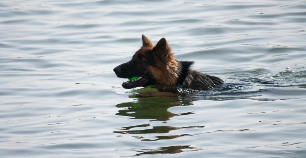 Dog Swimming Stock Free