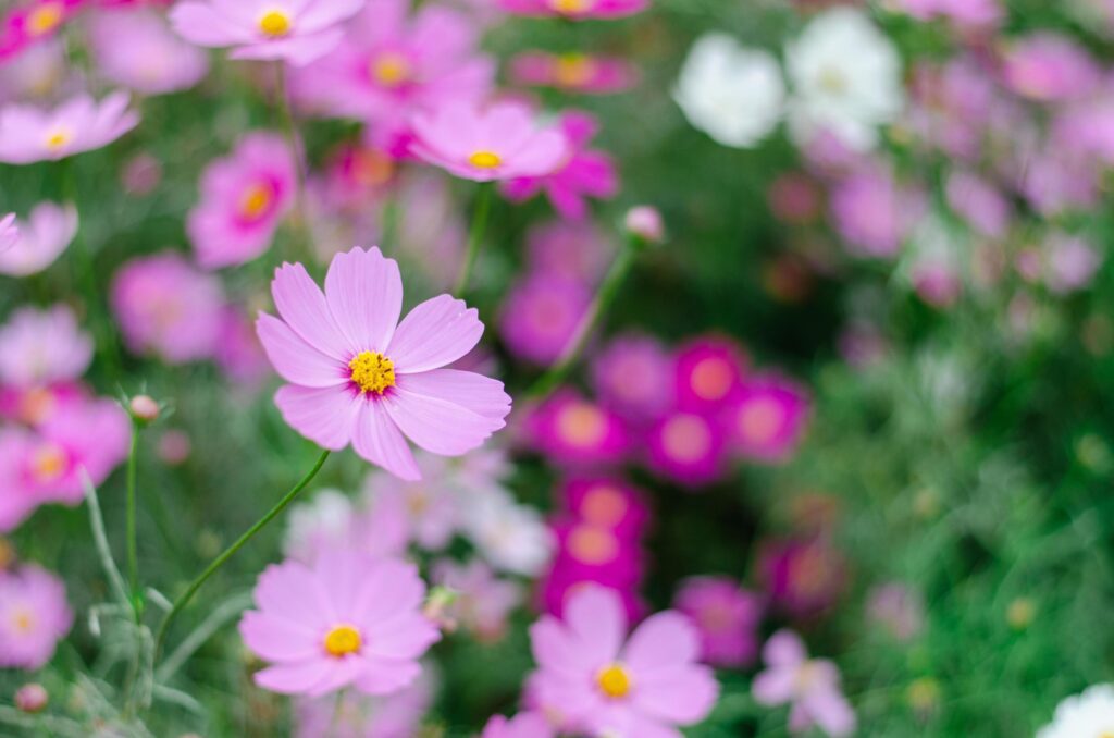 Pink cosmos flowers blooming in the garden. Stock Free