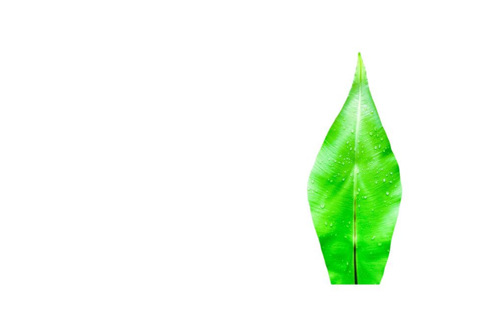 A cut-out of leaves on a white background with clipping paths. Stock Free