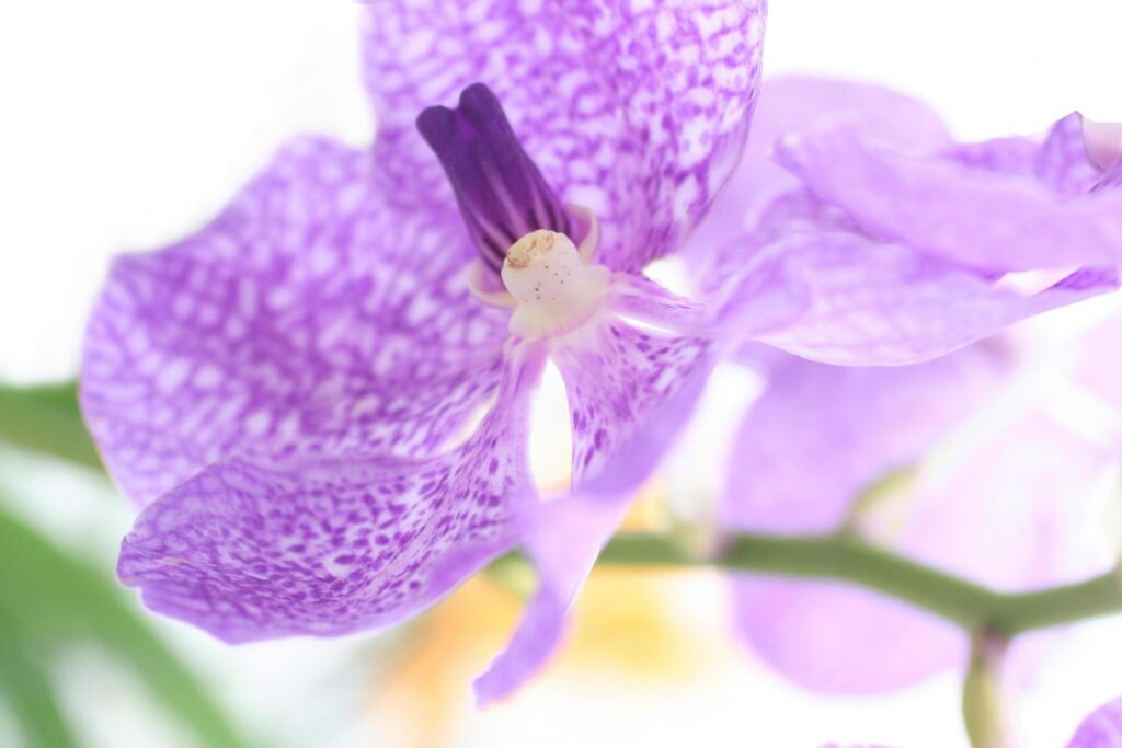 Orchid flower close up Stock Free