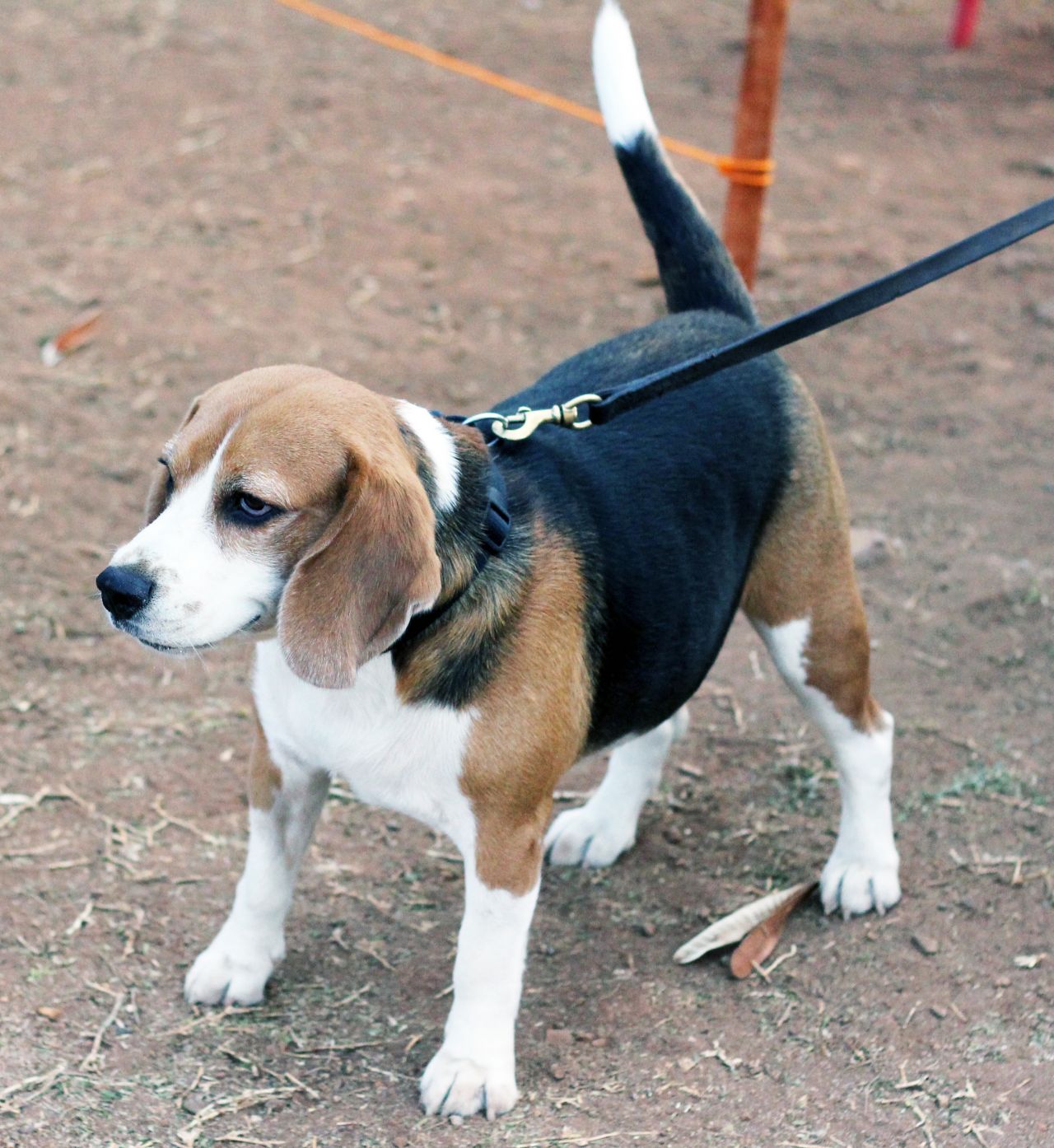 Beagle Stock Free