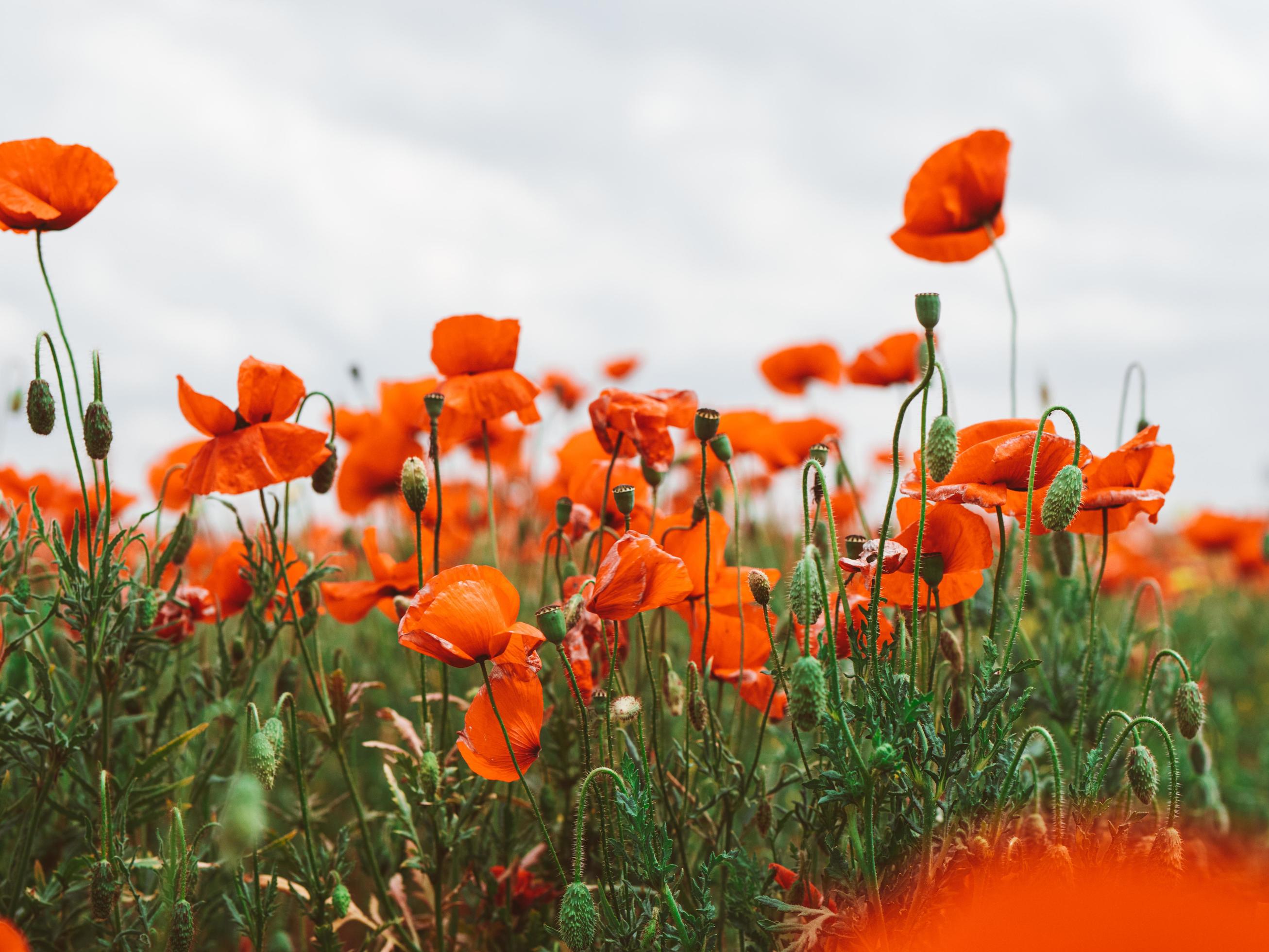 Field of red poppies. Flowers Red poppies blossom on wild field Stock Free