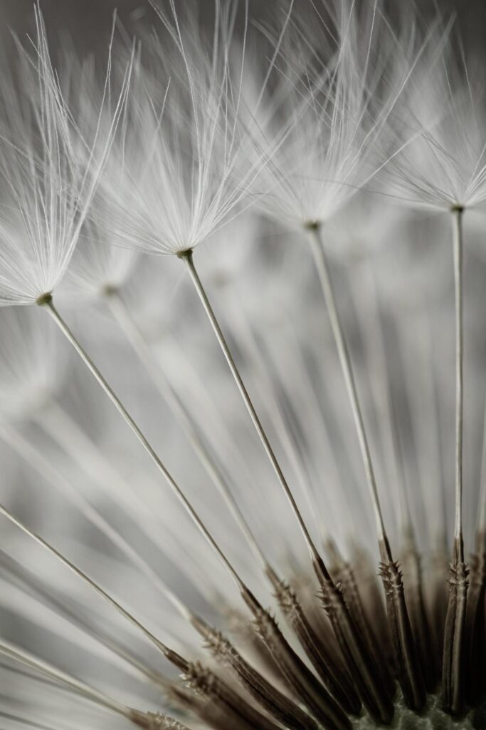 romantic white dandelion flower seed in springtime Stock Free