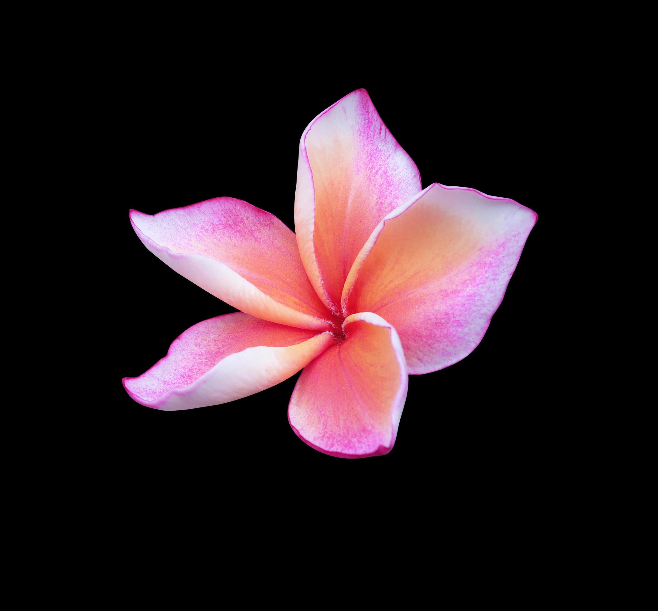 Plumeria or frangipani flower. Close up single pink-purple plumeria flower isolated on black background. The side of frangipani flower. Stock Free