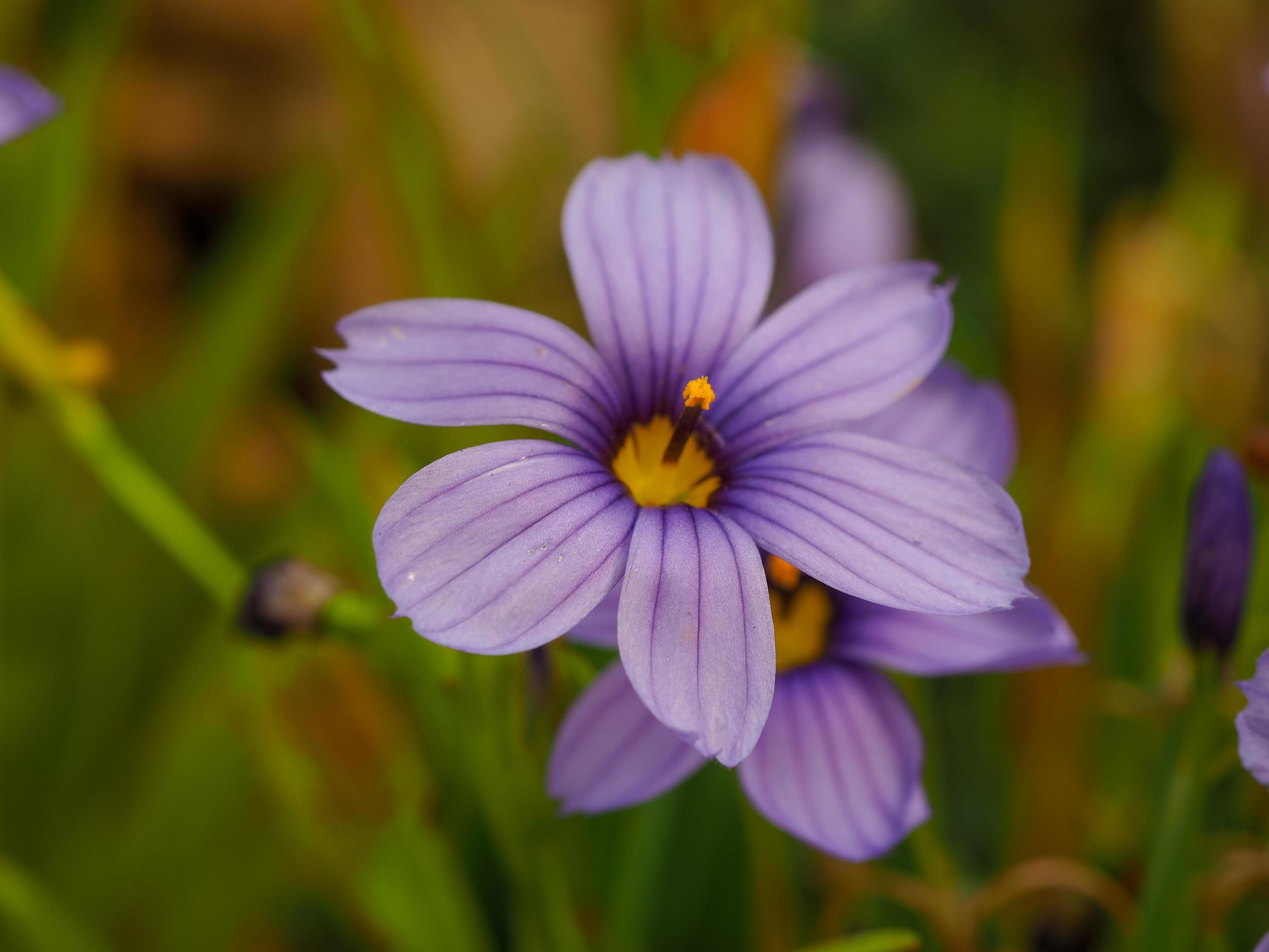 Pretty purple Sisyrinchium californicum flower in a garden Stock Free