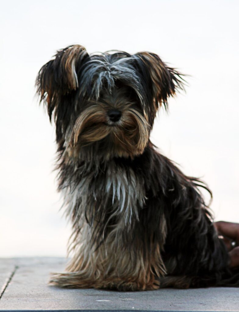 Yorkshire Terrier Sitting Stock Free