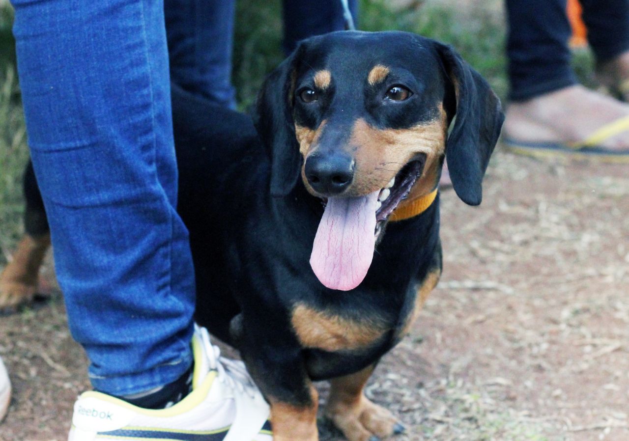 Dachshund With Owner Stock Free