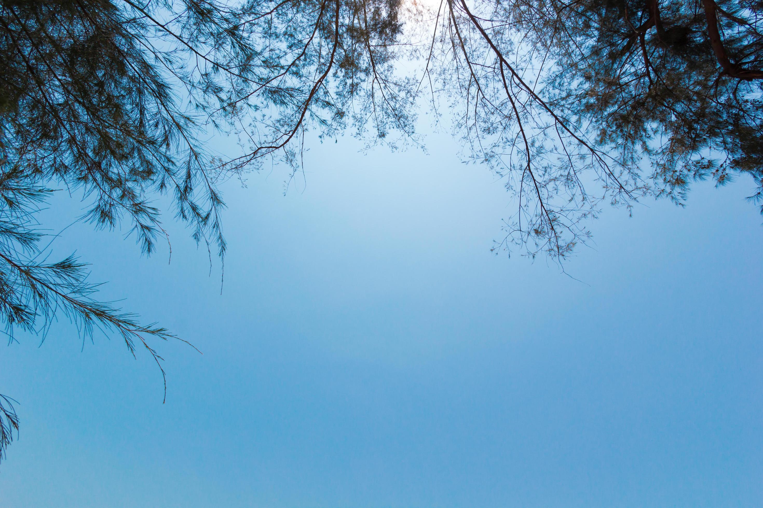 Natural blue sky and cloud with trees framed background, nobody, copy space. Stock Free