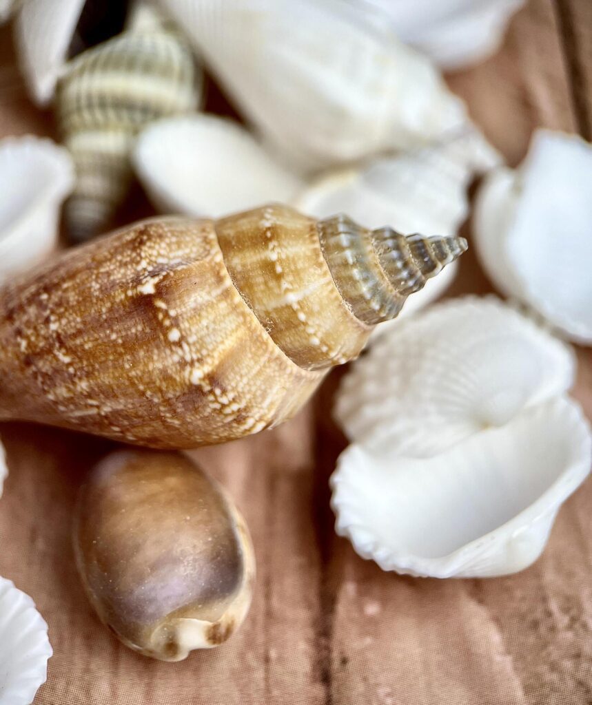 Beautiful sea shells or conch beach animal objects isolated on wooden table surface background. Stock Free