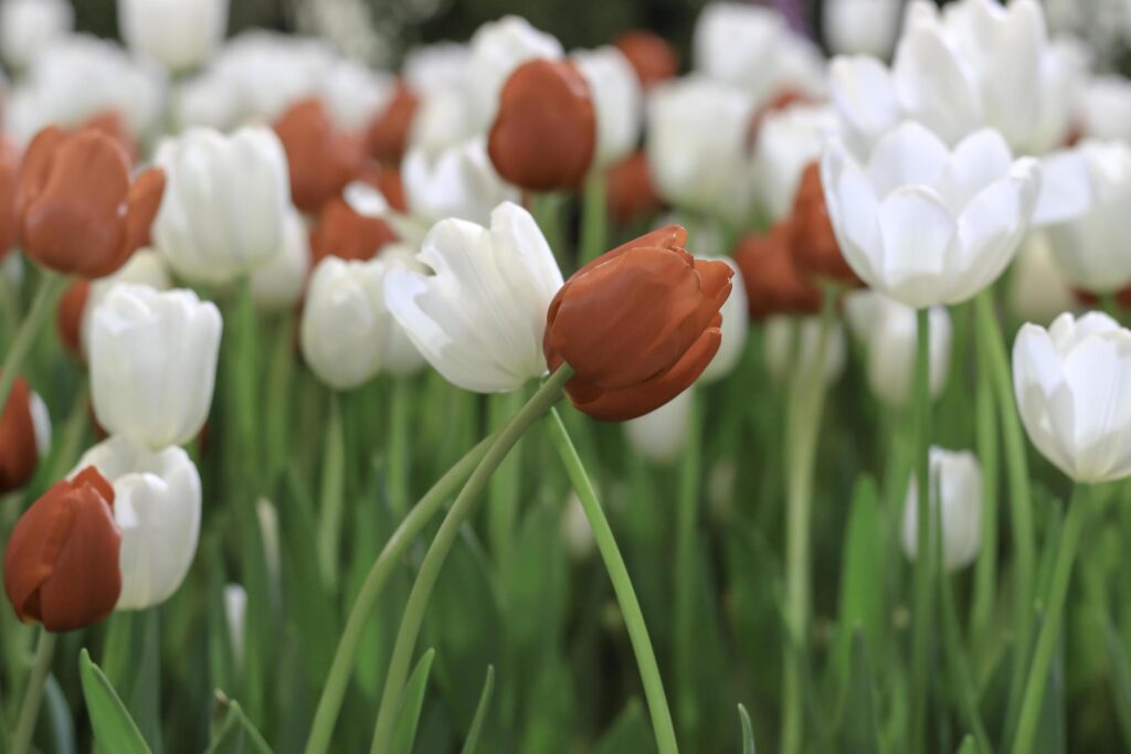 Red and white tulip flower blooming in the spring garden, soft selective focus Stock Free