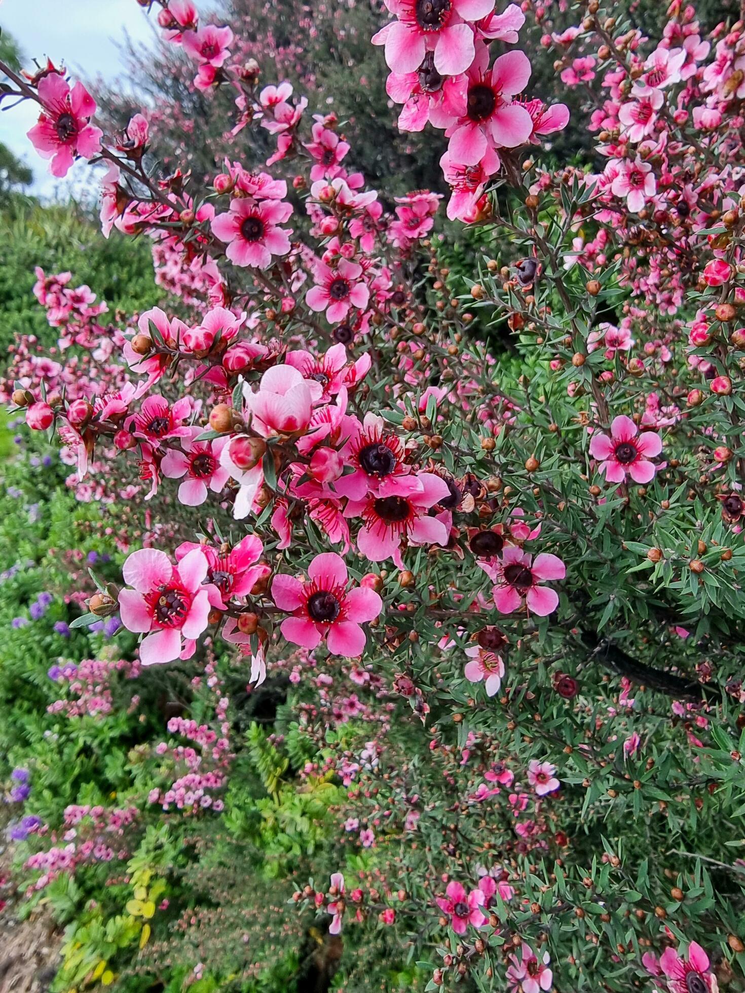 Manuka Plant and Flowers Stock Free