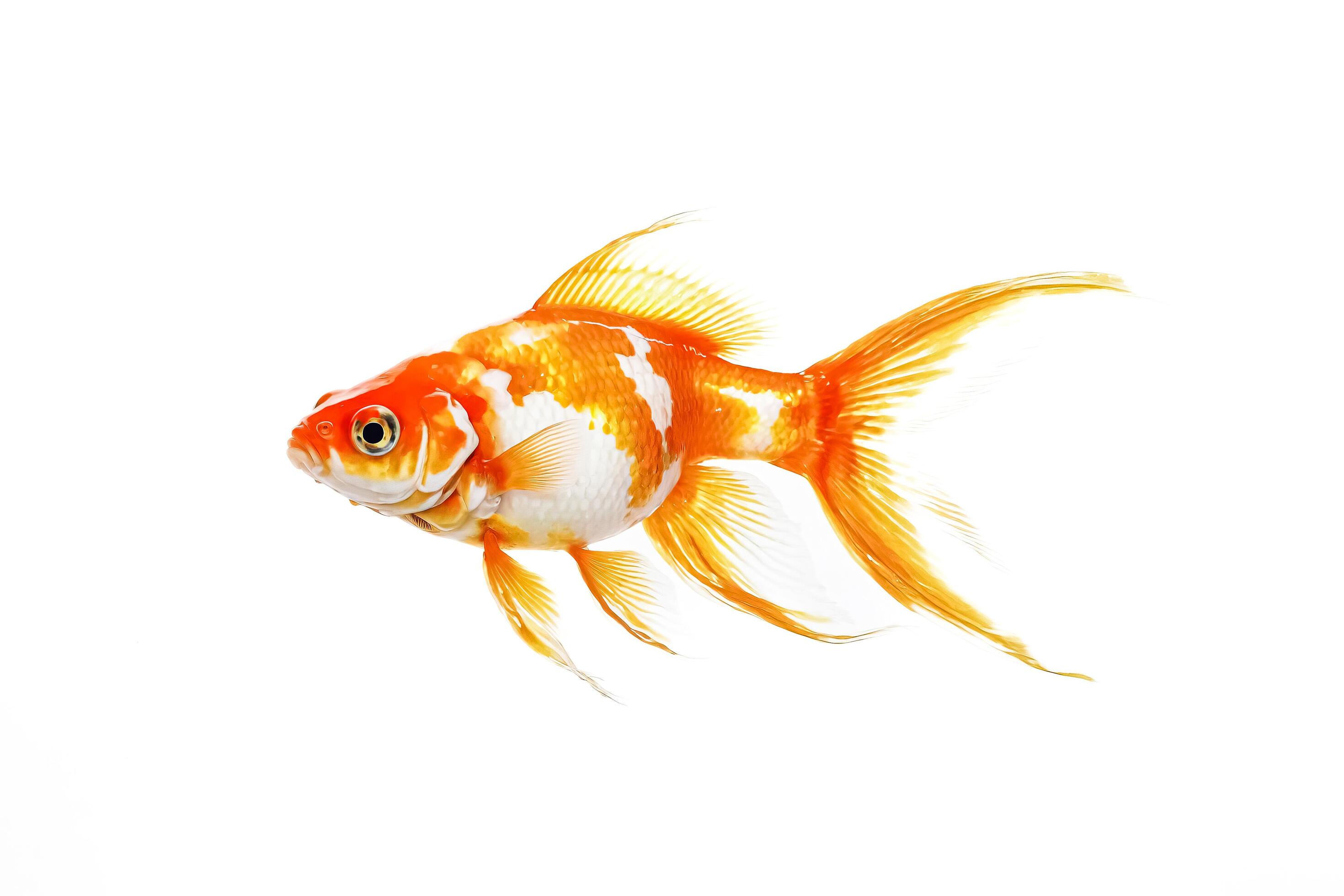 Goldfish with white markings isolated on white background Stock Free