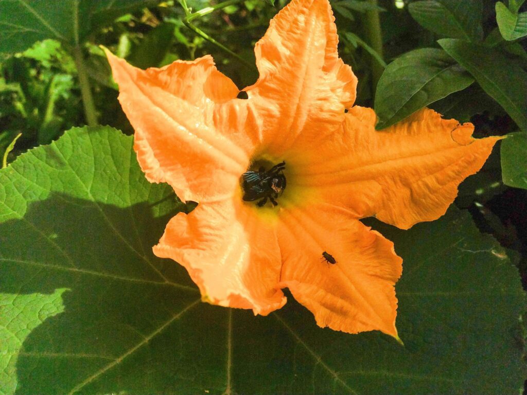 Close up shot of a beautiful orange flower in the sun. Selective focus Stock Free