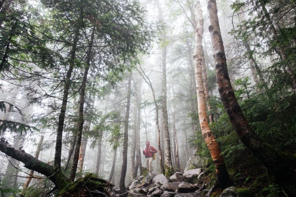 Forest Green Trees Rocks Man Fog Hiking Wood Stock Free