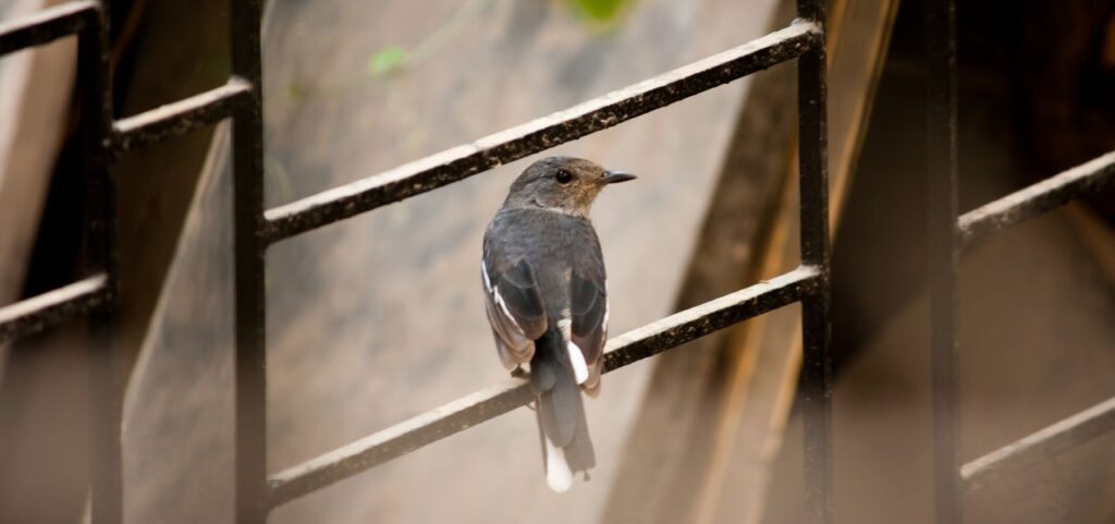 Bird On Iron Grill Stock Free