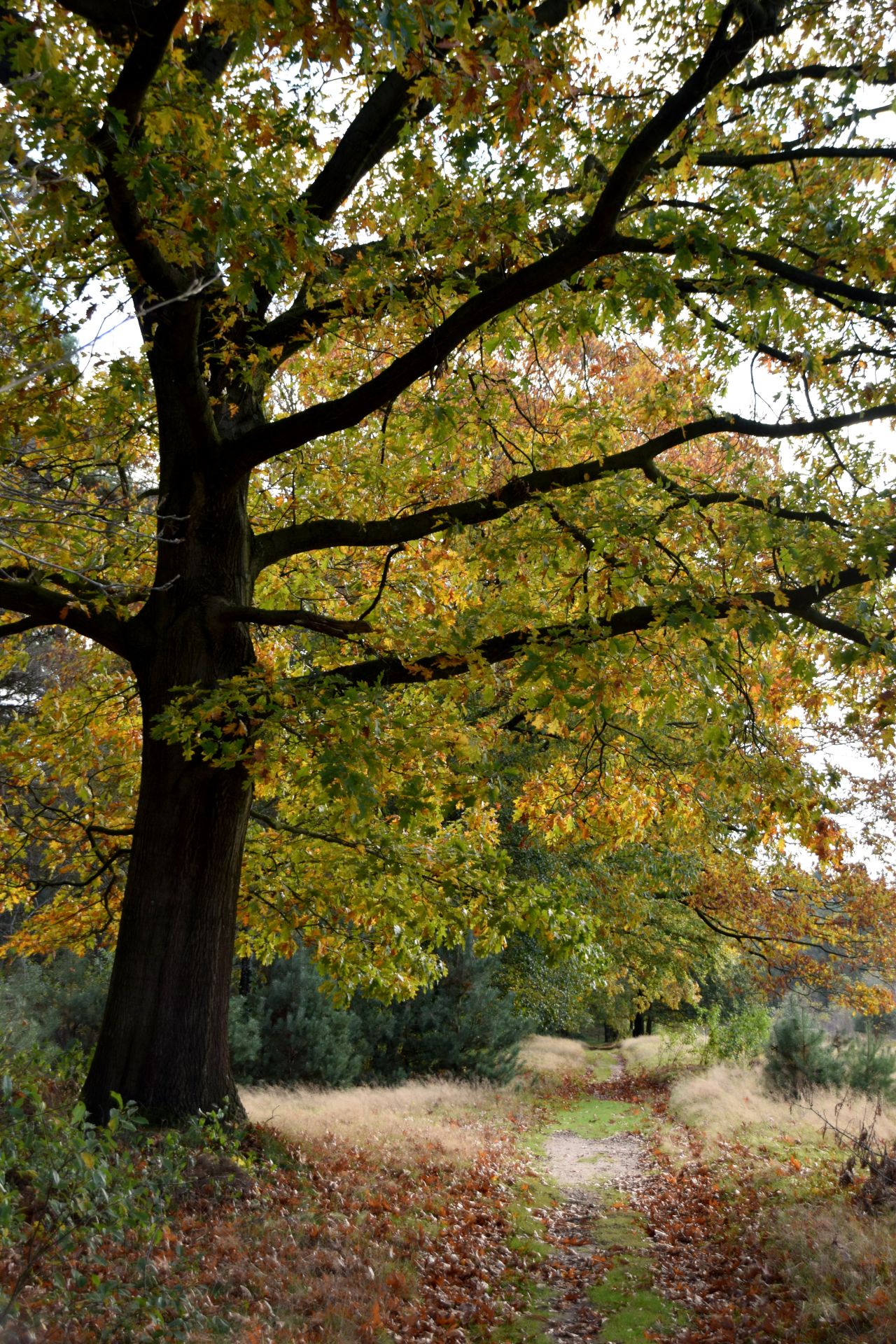 Tree Stock Free