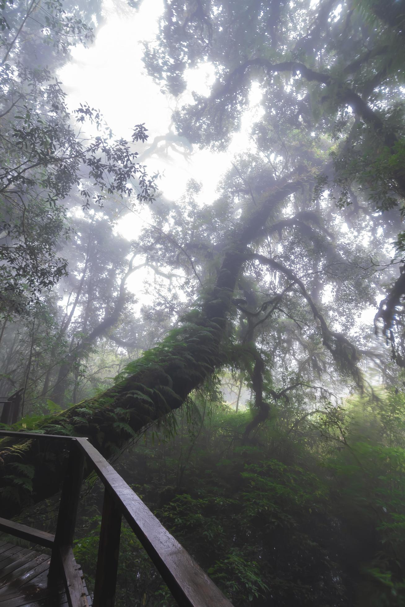 Beautiful rain forest at ang ka nature trail in doi inthanon national park, Thailand Stock Free