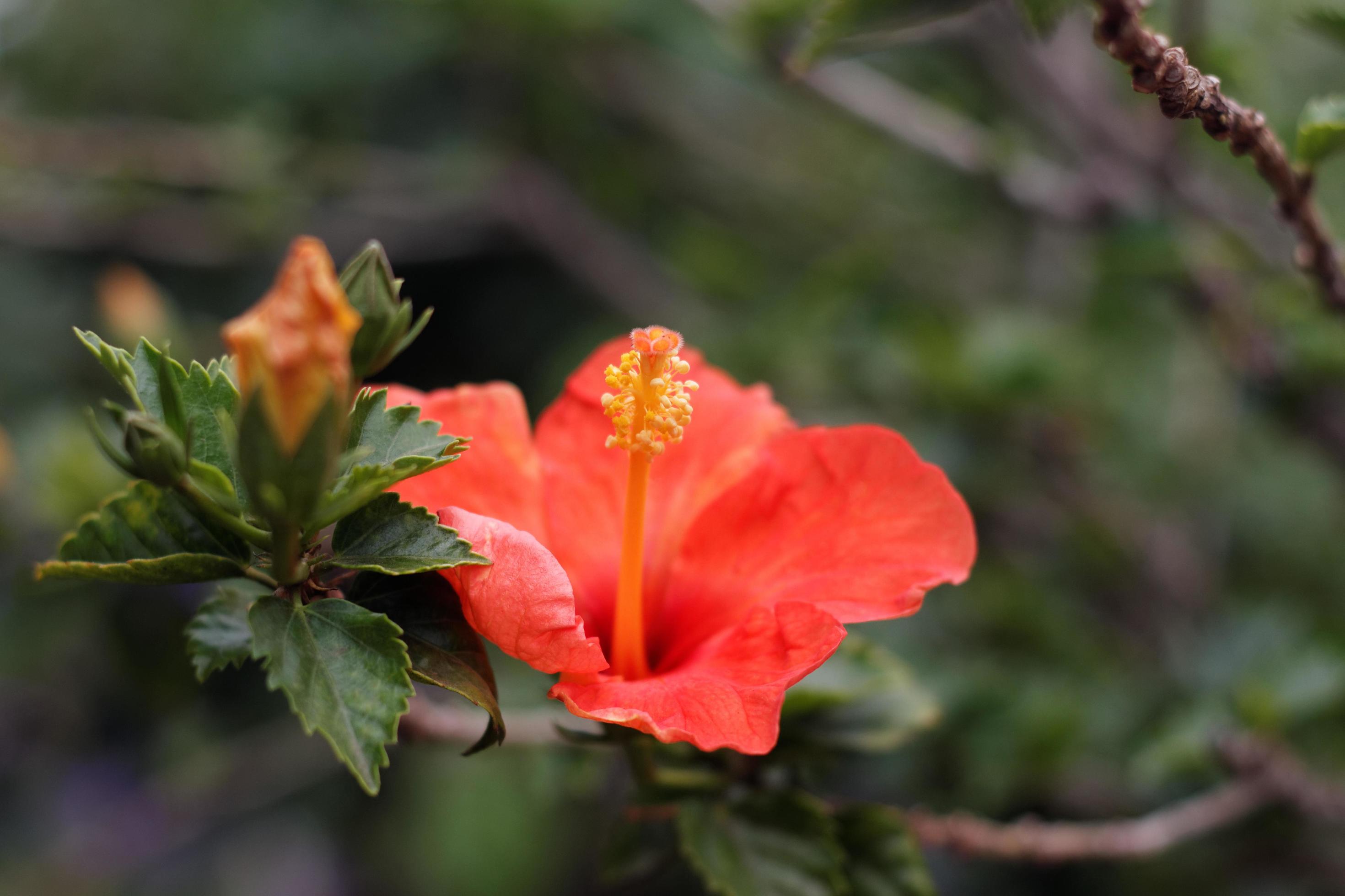 Orange Hibiscus Flower Stock Free