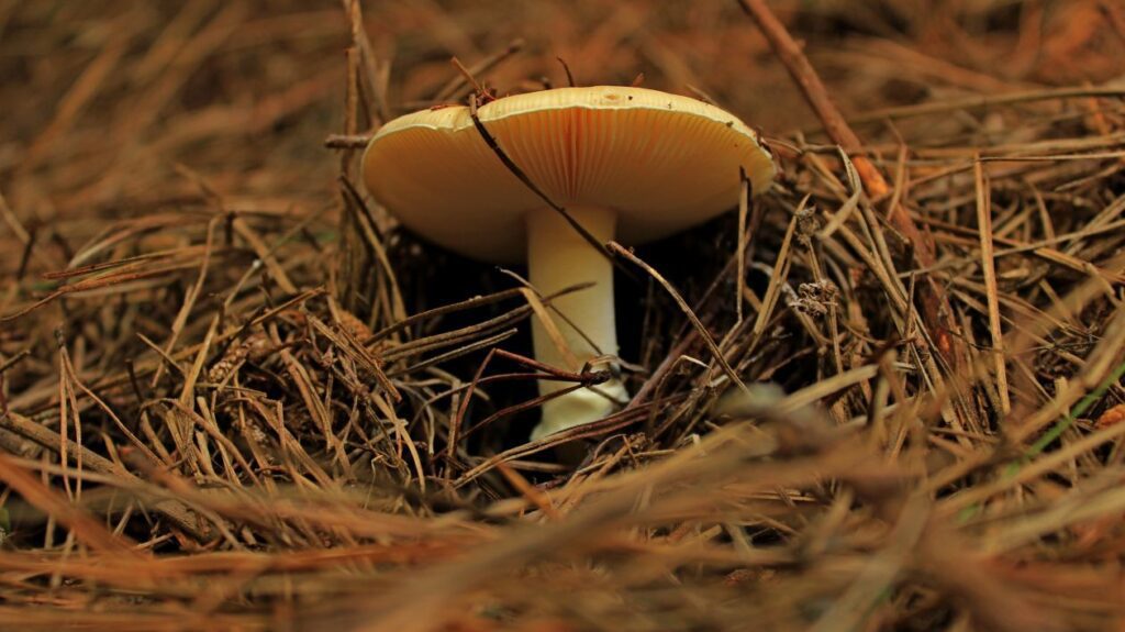 Mushroom in forest Stock Free