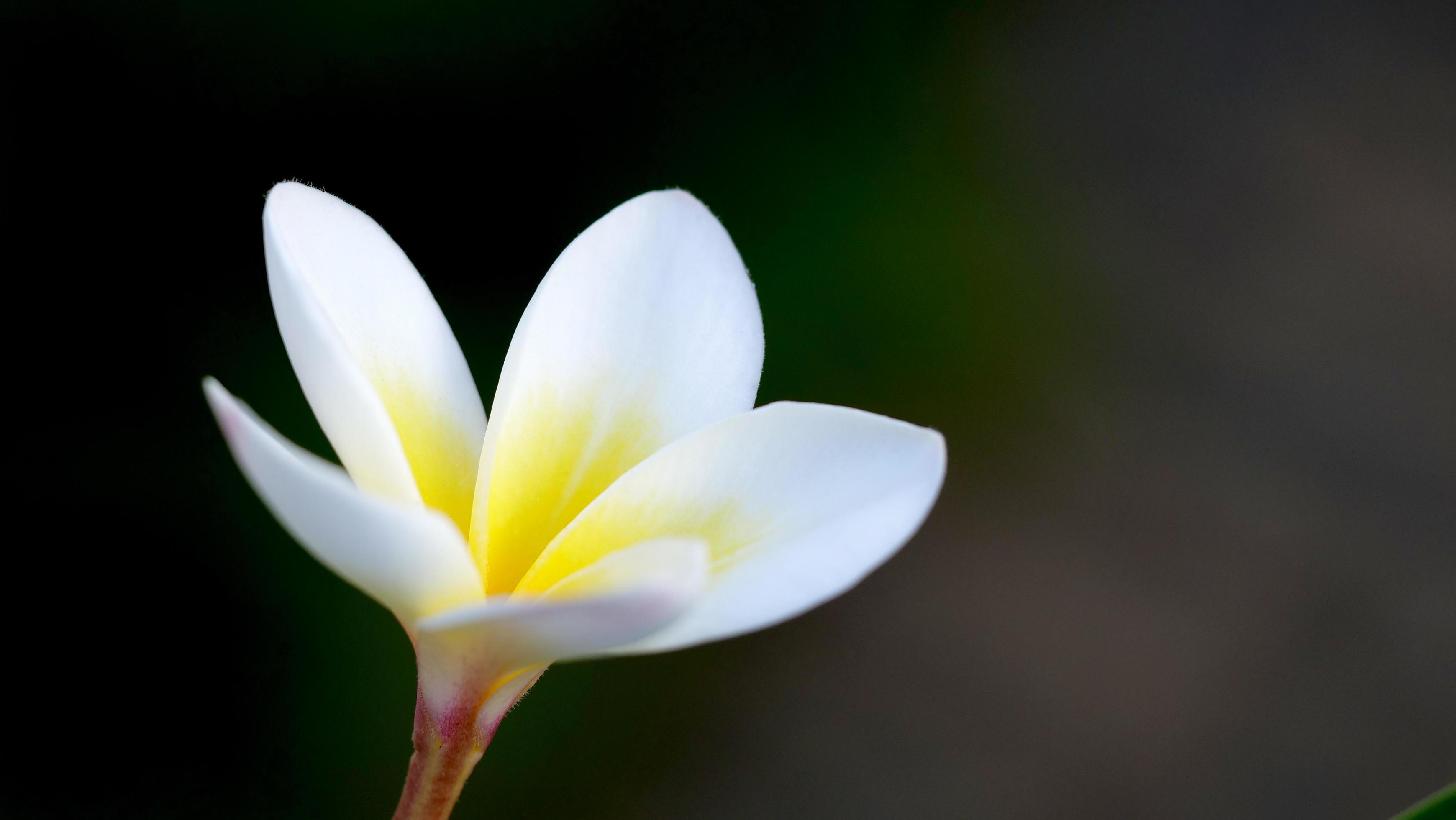 Frangipani flowers in the garden Stock Free