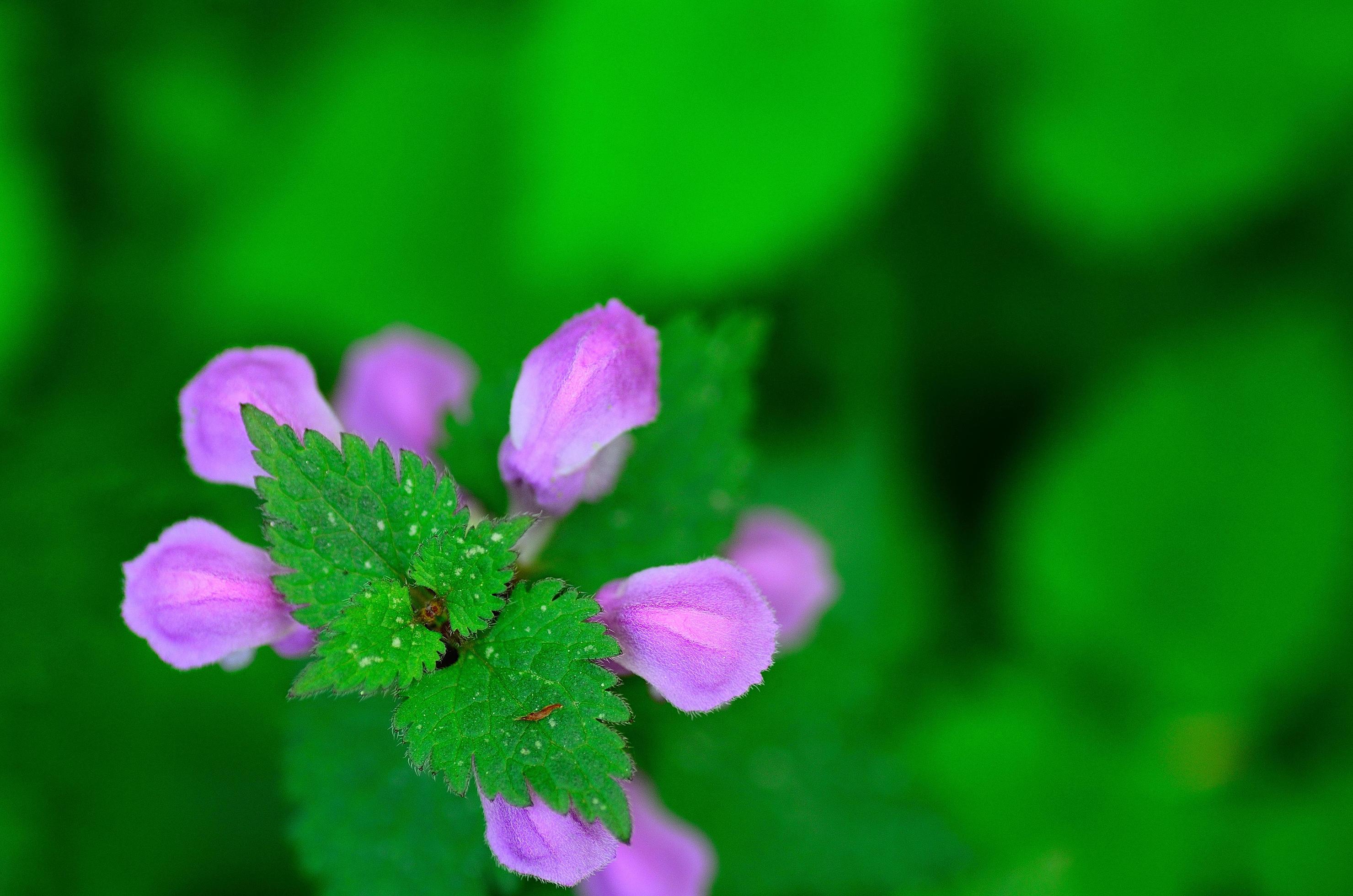 purple flower and green top Stock Free