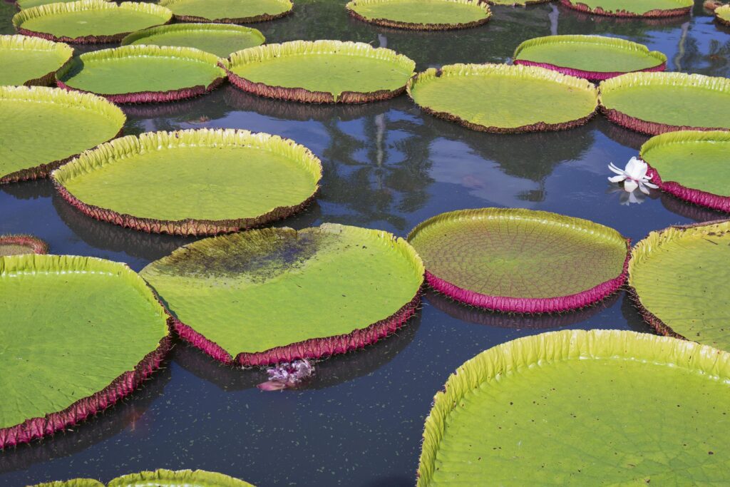 Victoria lotus leaf It is the largest lotus flower that floats on the water surface. Stock Free