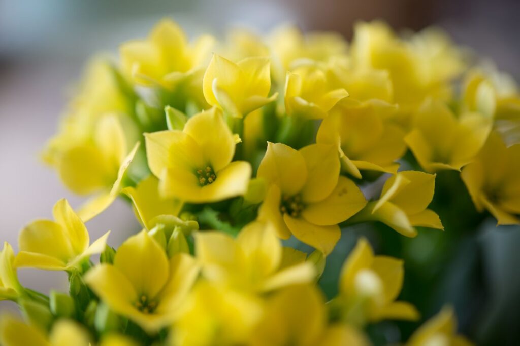 Bunch of yellow flowers Stock Free