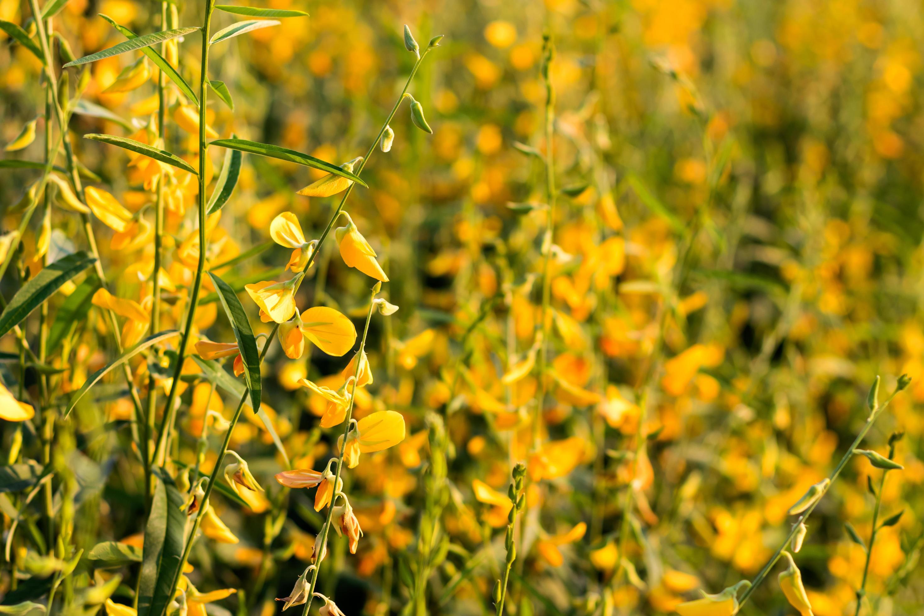 Background close flower Crotalaria. Stock Free