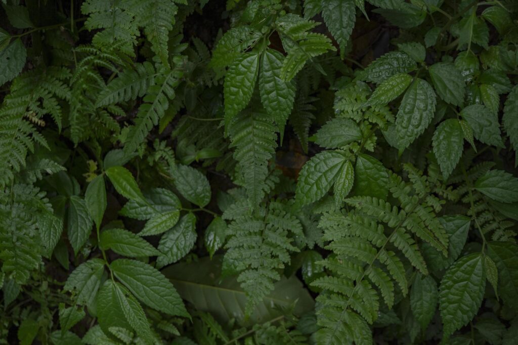 Close up of green leave background on rainforest. Photo is suitable to use for nature background, botanical poster and nature content media. Stock Free