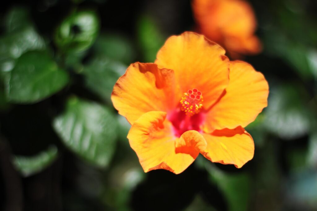 Blooming Hibiscus or Shoe Flower in natural sunlight Stock Free