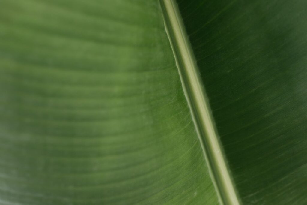 Banana Green Leaf Backgrounds Stock Free