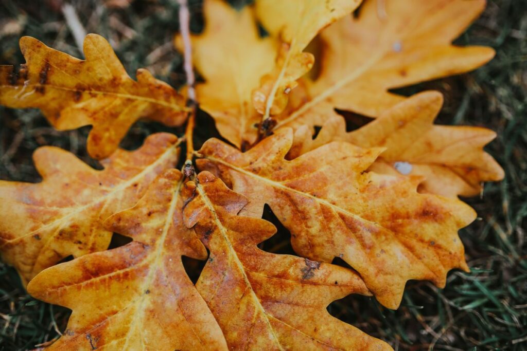 Autumn leaves on the ground Stock Free