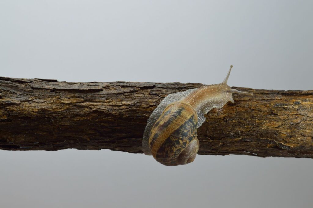 Land snail Stock Free