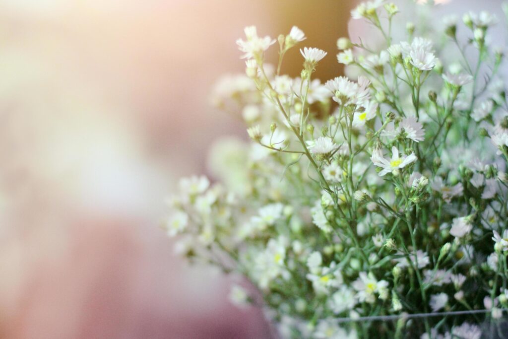 White Chamomile or daisy hipster flowers with natural sunlight in garden. Stock Free