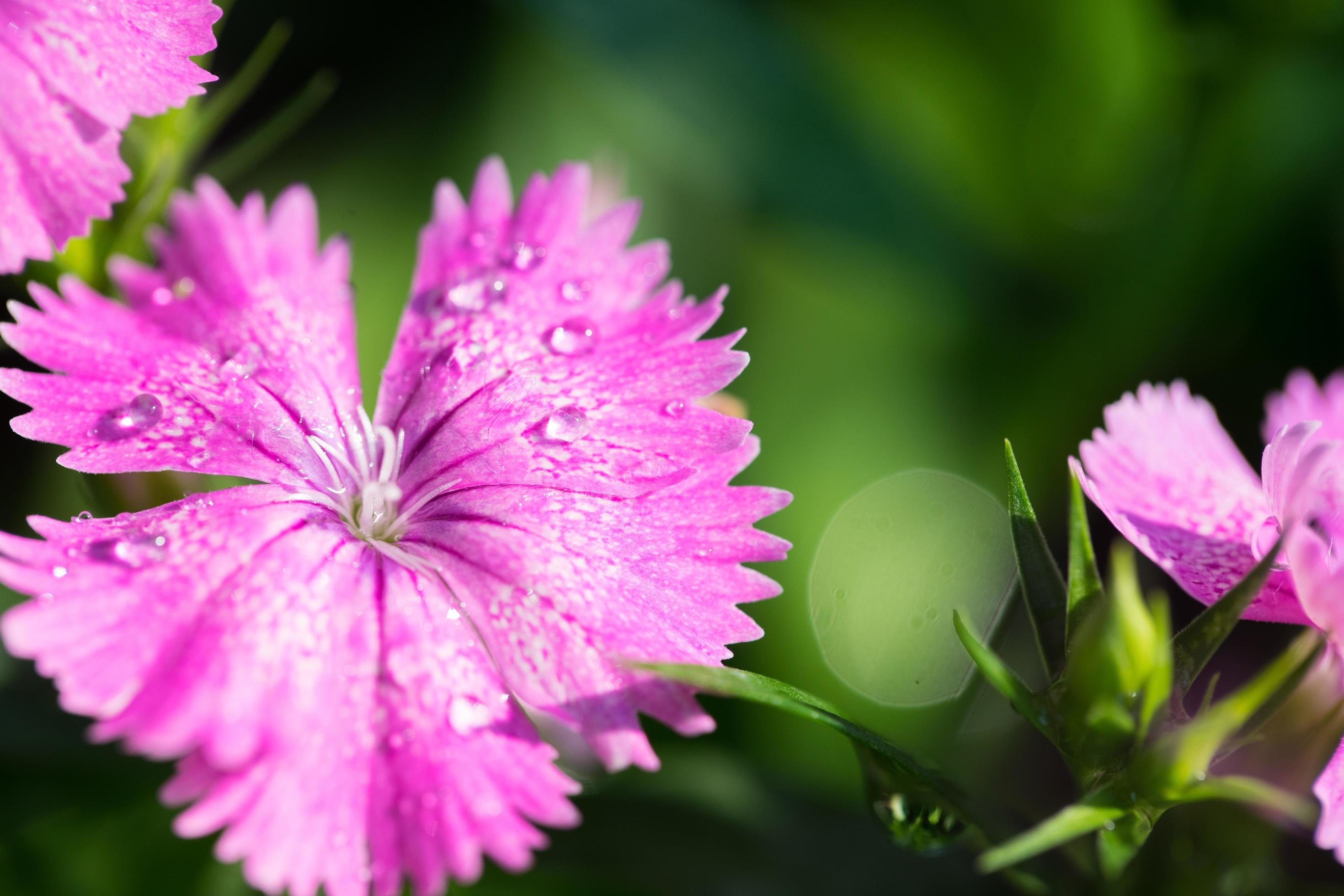 Close up macro beautiful pink flower Stock Free