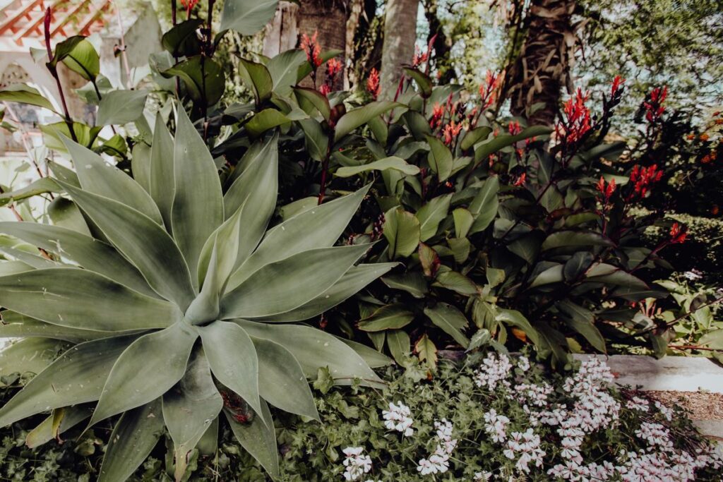 Tropical Botanical Garden in Belem, Lisbon, Portugal Stock Free