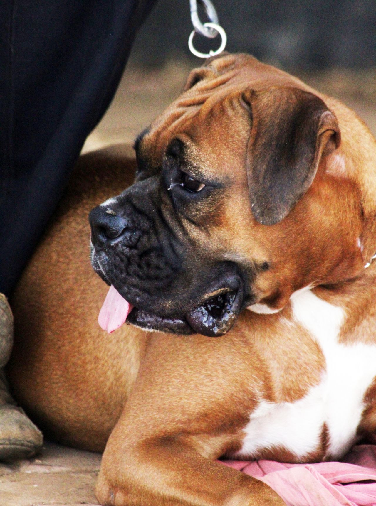 Boxer Sitting Dog Stock Free