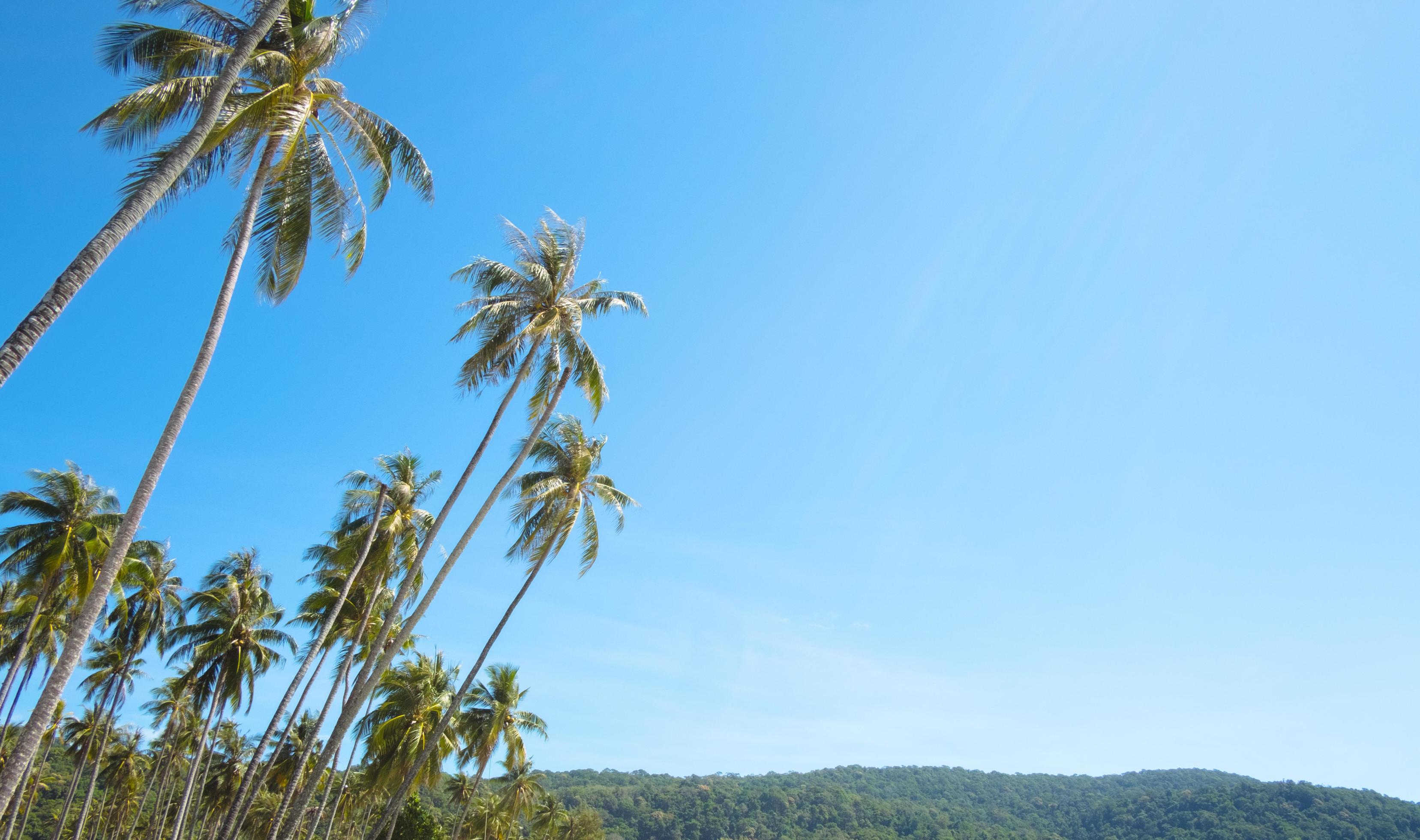 palm tree and blue sky as summer on nature background Stock Free